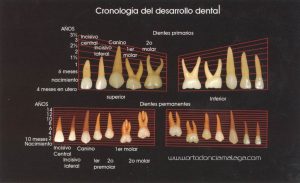 Ortodoncia Málaga Cronología Erupción Dental